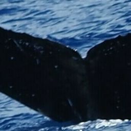 Fluke of HW-MN0444367