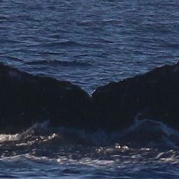 Fluke of HW-MN0444374