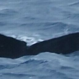 Fluke of HW-MN0444380