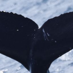 Fluke of HW-MN0444381