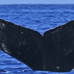 Fluke of HW-MN0444386