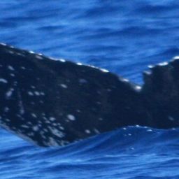 Fluke of HW-MN0444388
