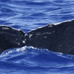 Fluke of HW-MN0444391