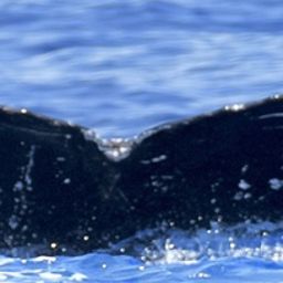 Fluke of HW-MN0444395