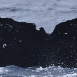 Fluke of HW-MN0444397