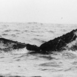 Fluke of NA-5430