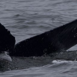 Fluke of CRC-21623