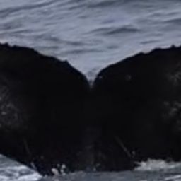 Fluke of CRC-21159