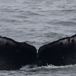 Fluke of CRC-21626