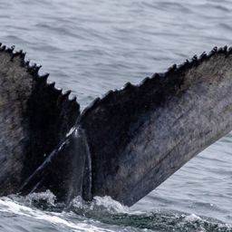 Fluke of CRC-21157