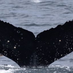 Fluke of CRC-21627