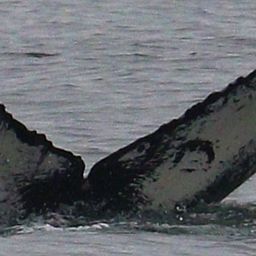 Fluke of CRC-21628
