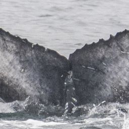 Fluke of 2022-2023 calf of Chin Up