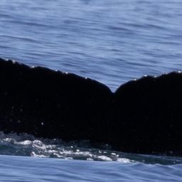 Fluke of CRC-21630