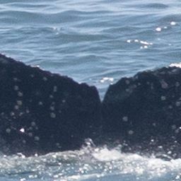 Fluke of CRC-21632