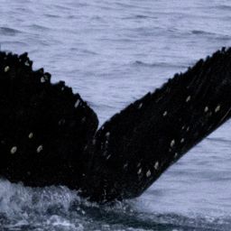 Fluke of CRC-21633