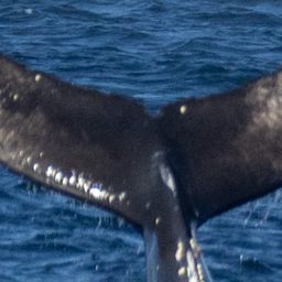 Fluke of Lin Manwhale