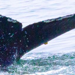 Fluke of CRC-21637