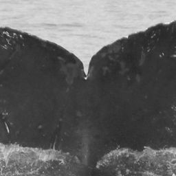 Fluke of CRC-10045