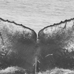 Fluke of CRC-15474