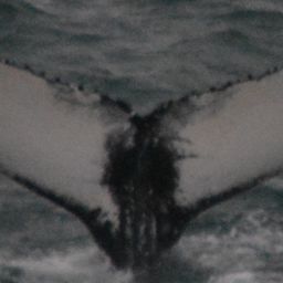 Fluke of Capri