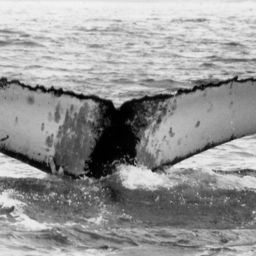 Fluke of NA-6165