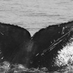 Fluke of CRC-15835
