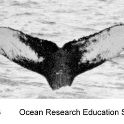 Fluke of NA-5333