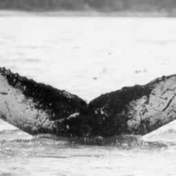 Fluke of NA-6442