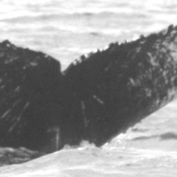 Fluke of CRC-11325