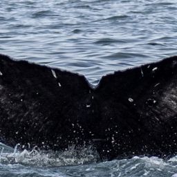 Fluke of HW-MN0401454