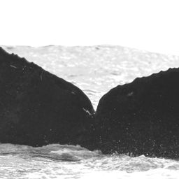 Fluke of CRC-15854