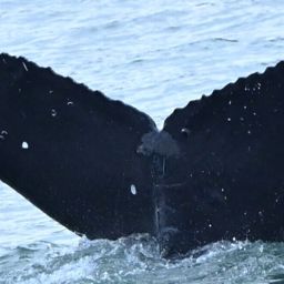 Fluke of Chompers