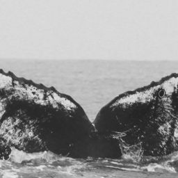 Fluke of Specks