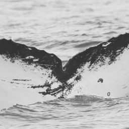 Fluke of Manta