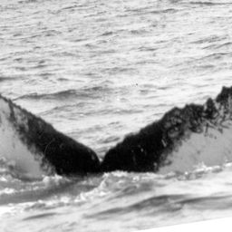 Fluke of NA-6459