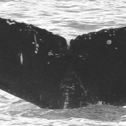 Fluke of CRC-15812