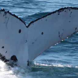 Fluke of HW-MN1105786