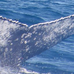 Fluke of HW-MN1105805