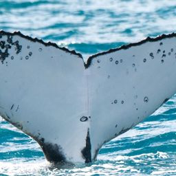 Fluke of HW-MN1105837