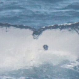 Fluke of HW-MN1105864