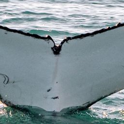 Fluke of HW-MN1105878