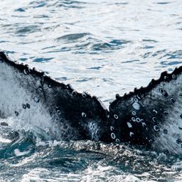 Fluke of HW-MN1105899
