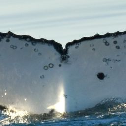 Fluke of HW-MN1105916