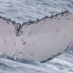 Fluke of HW-MN1105970