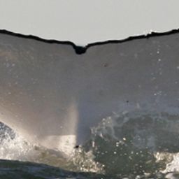Fluke of HW-MN1105975