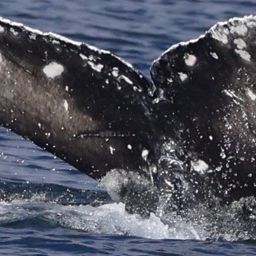 Fluke of 2022-2023 calf of CRC-10811