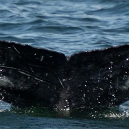 Fluke of Missile