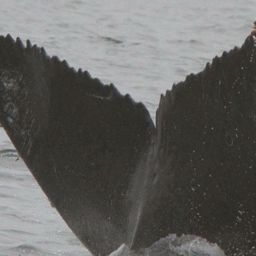 Fluke of CRC-15001