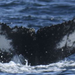 Fluke of HW-MN0802585